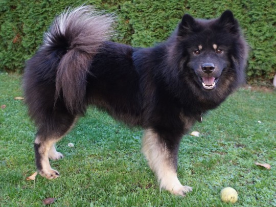 BLACK-MOON von der Schulenburg