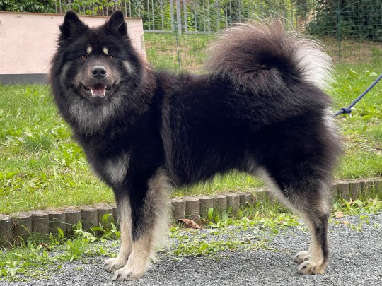 FINN vom Wolfacher Ehrenmal